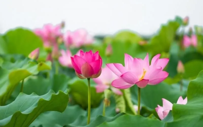 Giới Thiệu